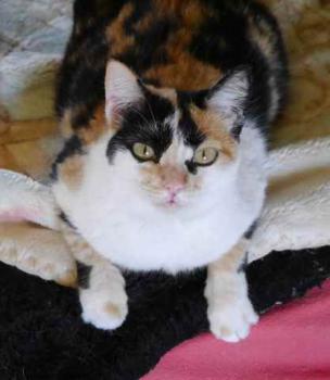 Kitty Bild von Kitty