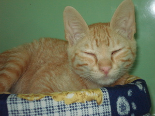 Duque Bild von Duque