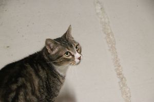 Bild von Corina
