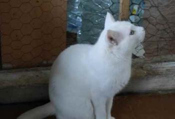 Bild von Poppy