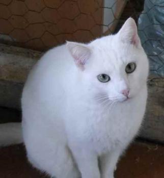 Bild von Poppy