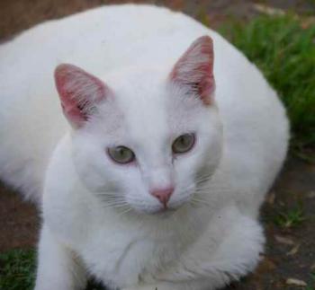 Bild von Poppy