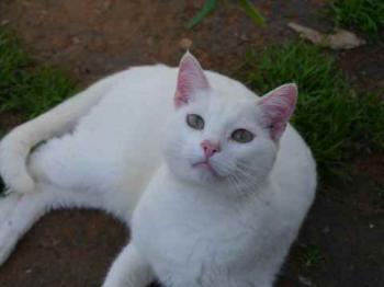 Bild von Poppy