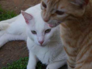 Bild von Poppy
