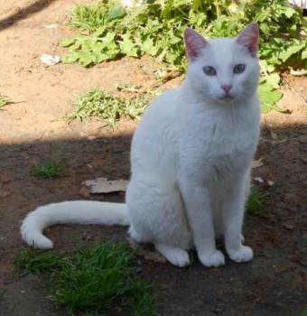 Bild von Poppy
