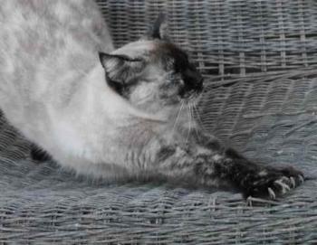 Aisha Bild von Aisha