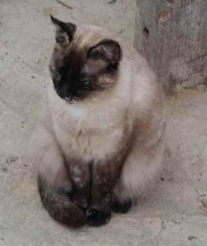 Aisha Bild von Aisha