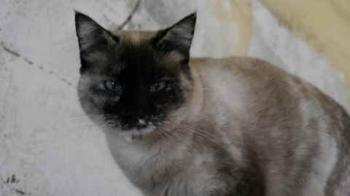 Aisha Bild von Aisha