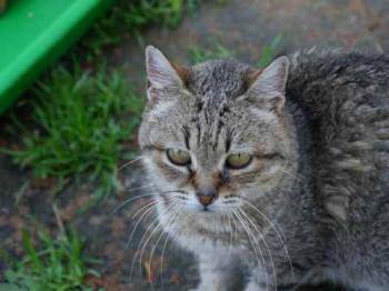 Bild von Patita