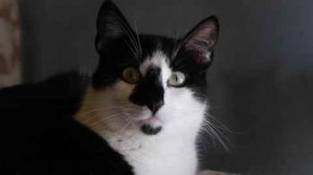 Bild von Boo