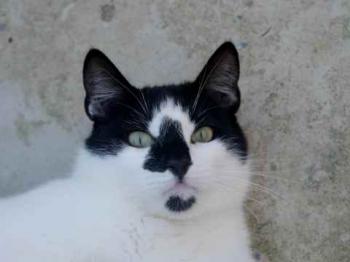 Bild von Boo