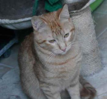 Nakai Bild von Nakai