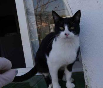 Bild von Ishi