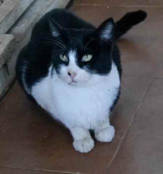 Bild von Ishi