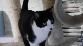 Noshi Bild von Noshi