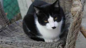 Noshi Bild von Noshi