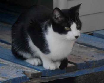 Noshi Bild von Noshi