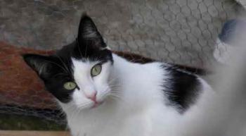 Osetita Bild von Osetita