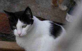 Osetita Bild von Osetita