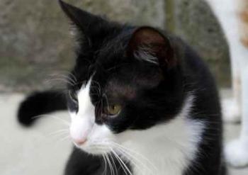 Bild von Dayo