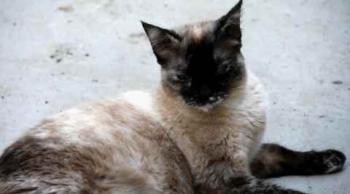 Aisha Bild von Aisha