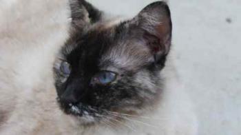 Aisha Bild von Aisha