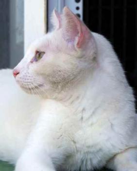 Bild von Poppy
