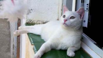 Bild von Poppy