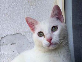 Bild von Poppy