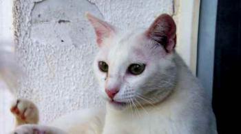 Bild von Poppy
