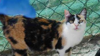 Kitty Bild von Kitty