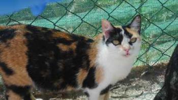 Kitty Bild von Kitty