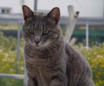 Cuco Bild von Cuco