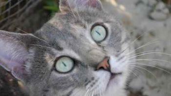 Cuco Bild von Cuco