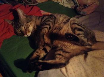 Yako Bild von Yako