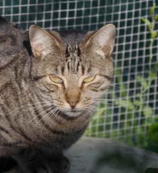 Joschi Bild von Joschi
