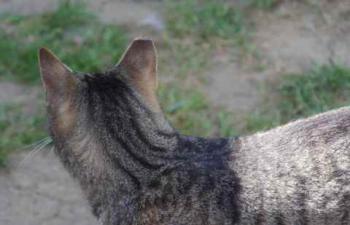 Joschi Bild von Joschi