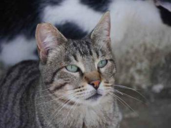 Joschi Bild von Joschi