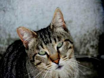 Joschi Bild von Joschi