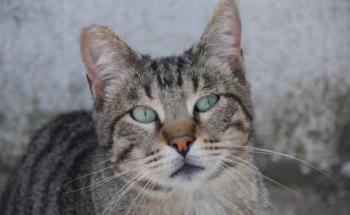 Joschi Bild von Joschi