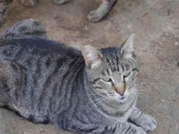 Joschi Bild von Joschi