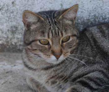 Rifi Bild von Rifi