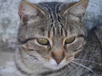 Rifi Bild von Rifi