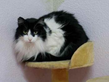 Layla Bild von Layla