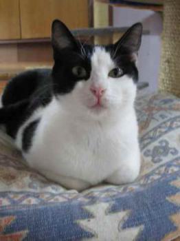Amieto Bild von Amieto