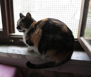 Mazurca Bild von Mazurca