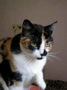 Mazurca Bild von Mazurca