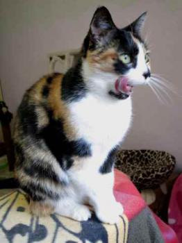 Mazurca Bild von Mazurca