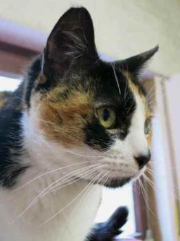 Mazurca Bild von Mazurca