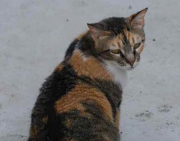 Marie Bild von Marie